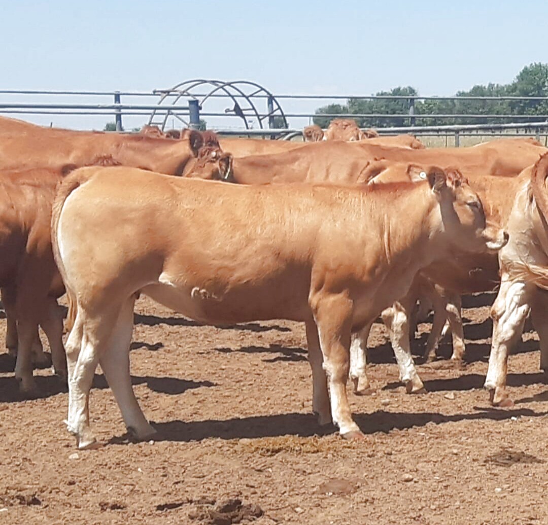 Cattle grazing